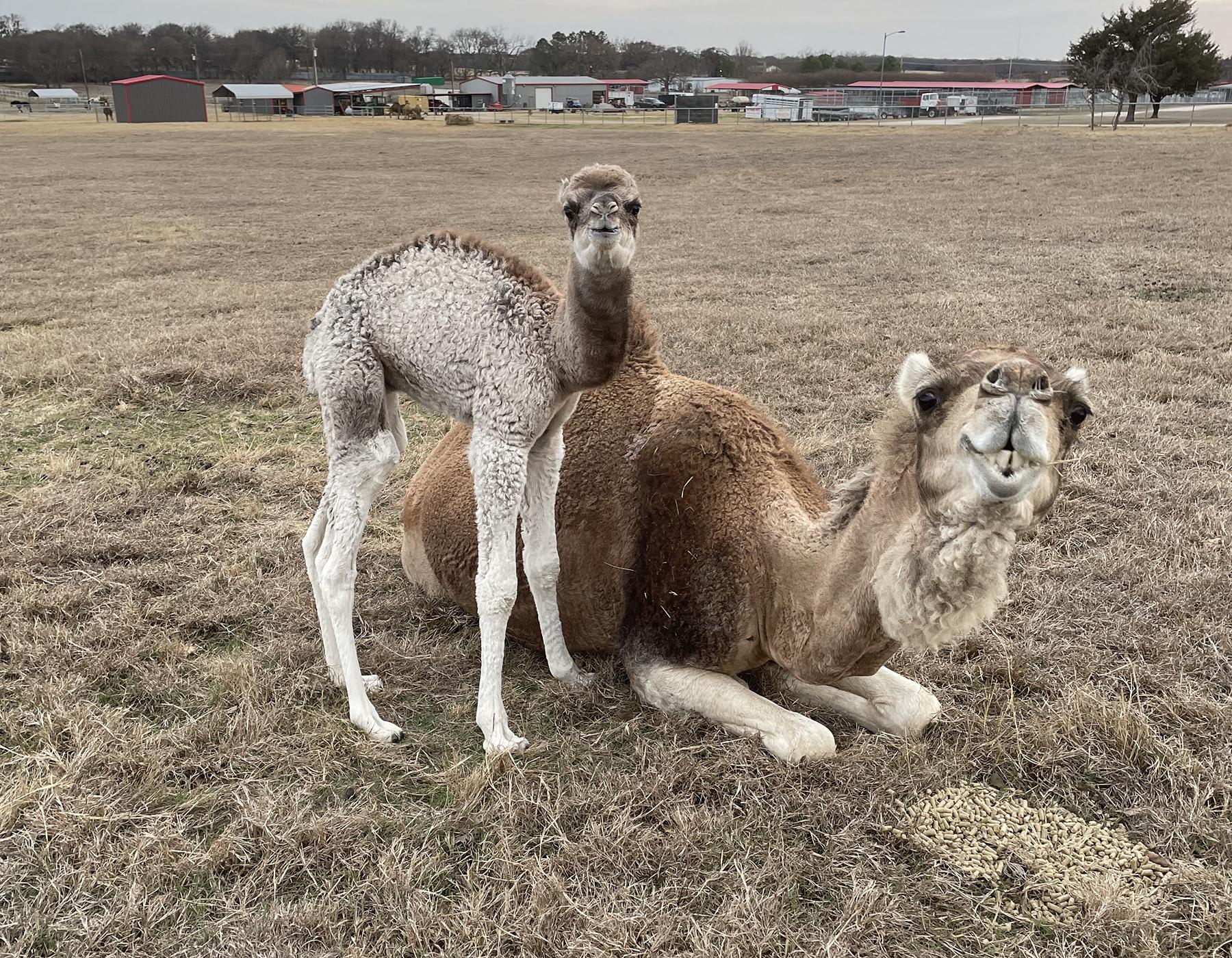 Baby camel and mom.