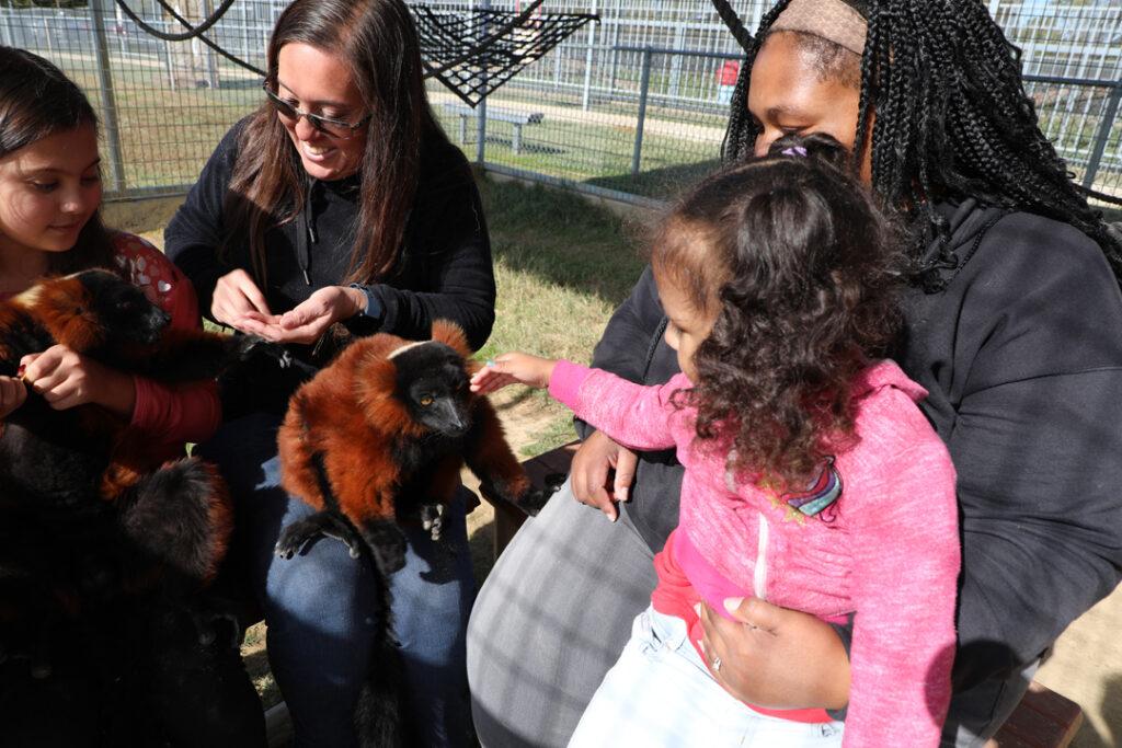 Family having an encounter with Ruffed Lemurs at Sharkarosa Zoo