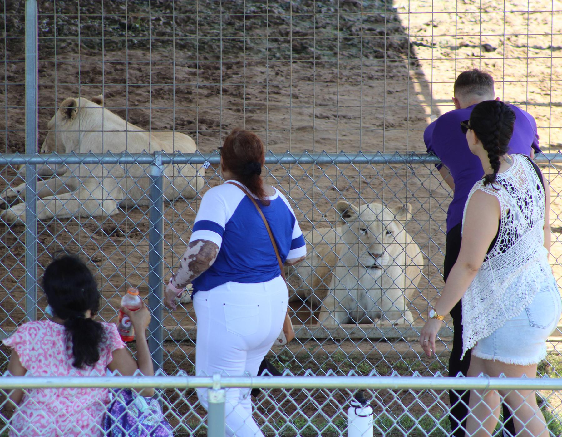 People looking at Lions at Sharkarosa Zoo