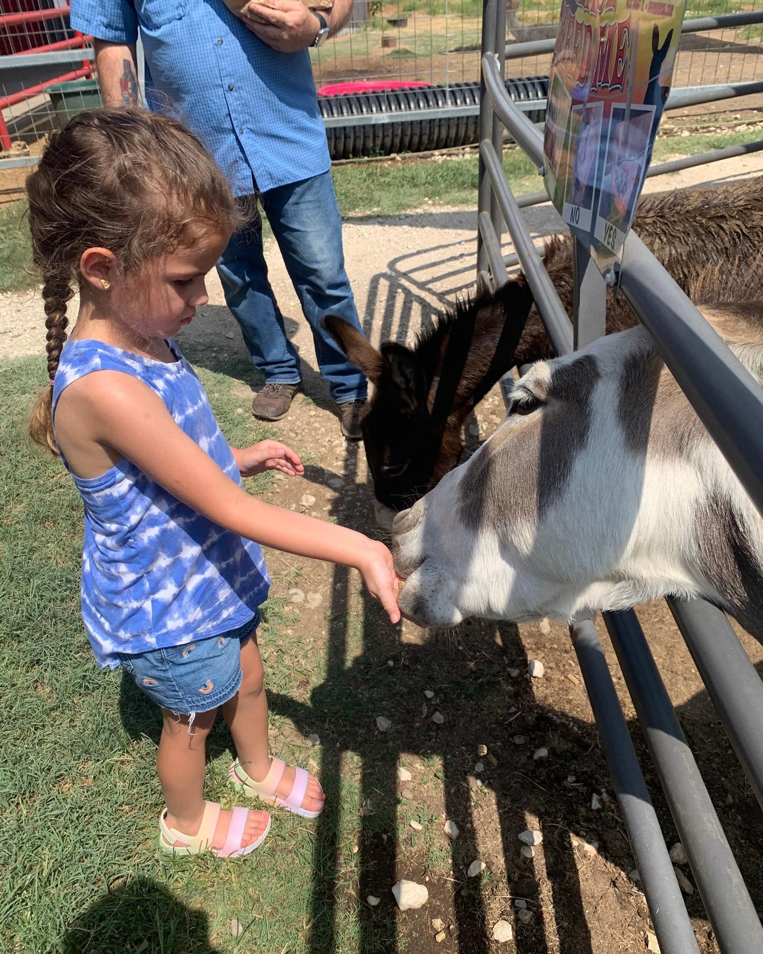 Little girl feeding donkeys