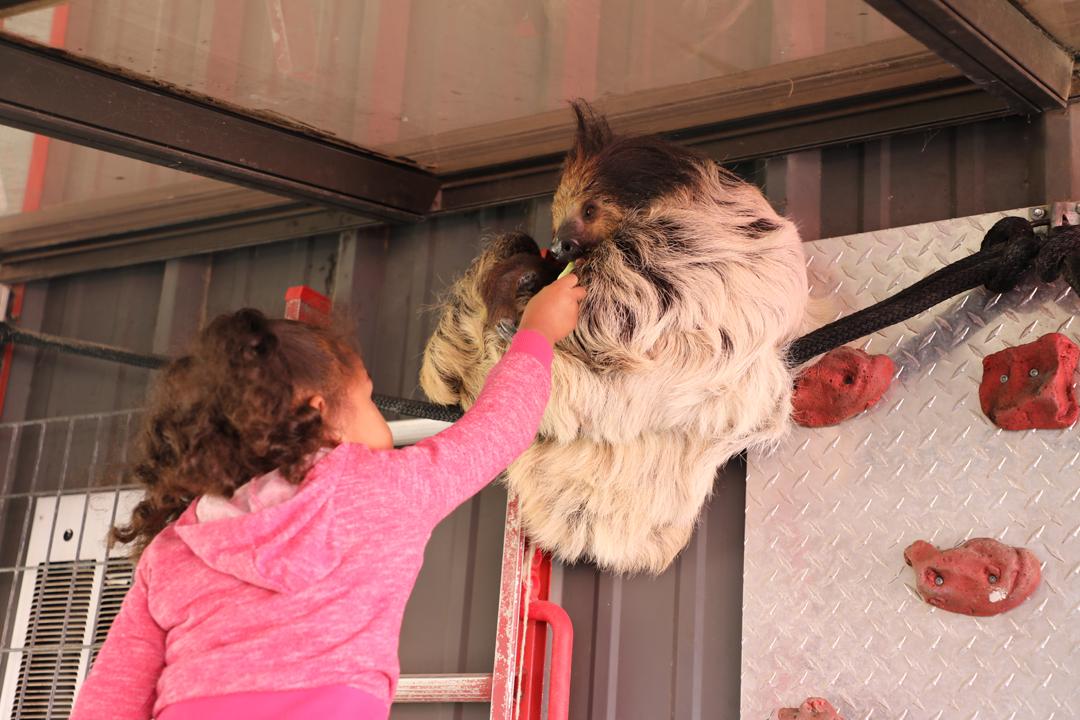 Little girl feeding Sloth during encounter