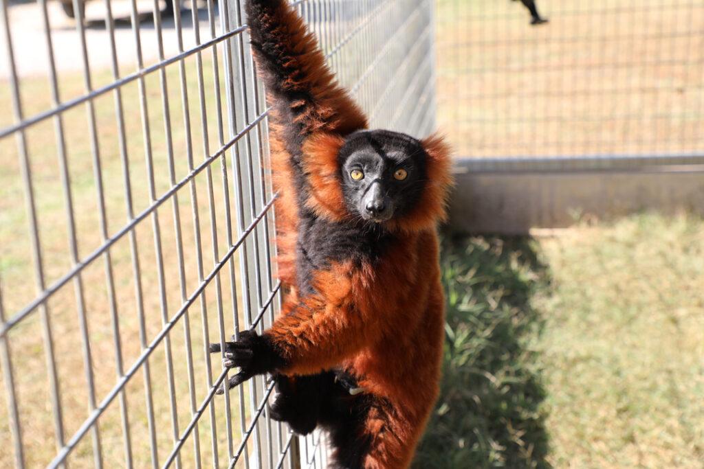 Ruffed Lemur hanging on fence