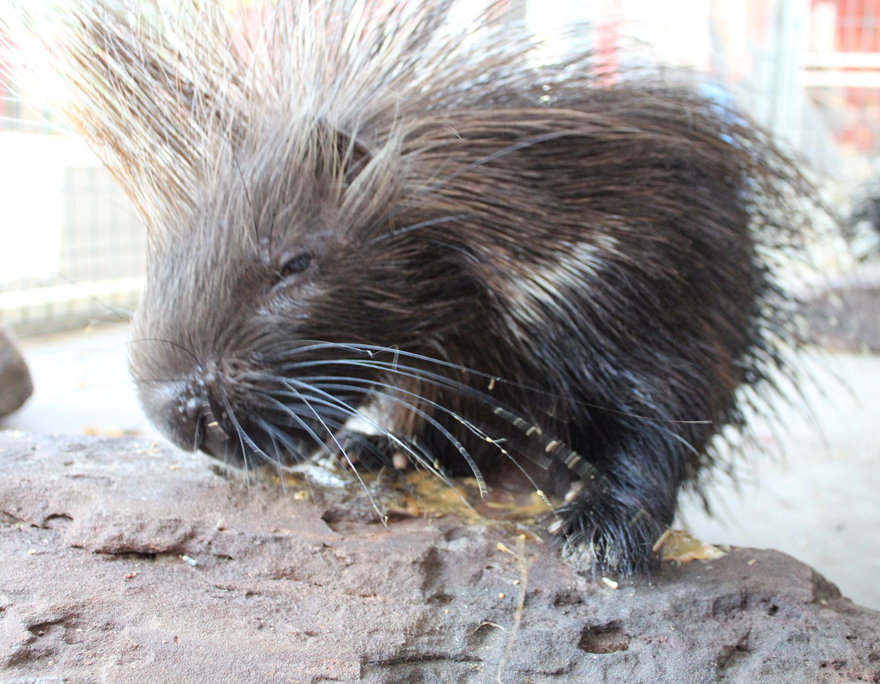 Porcupine at Sharkarosa Zoo