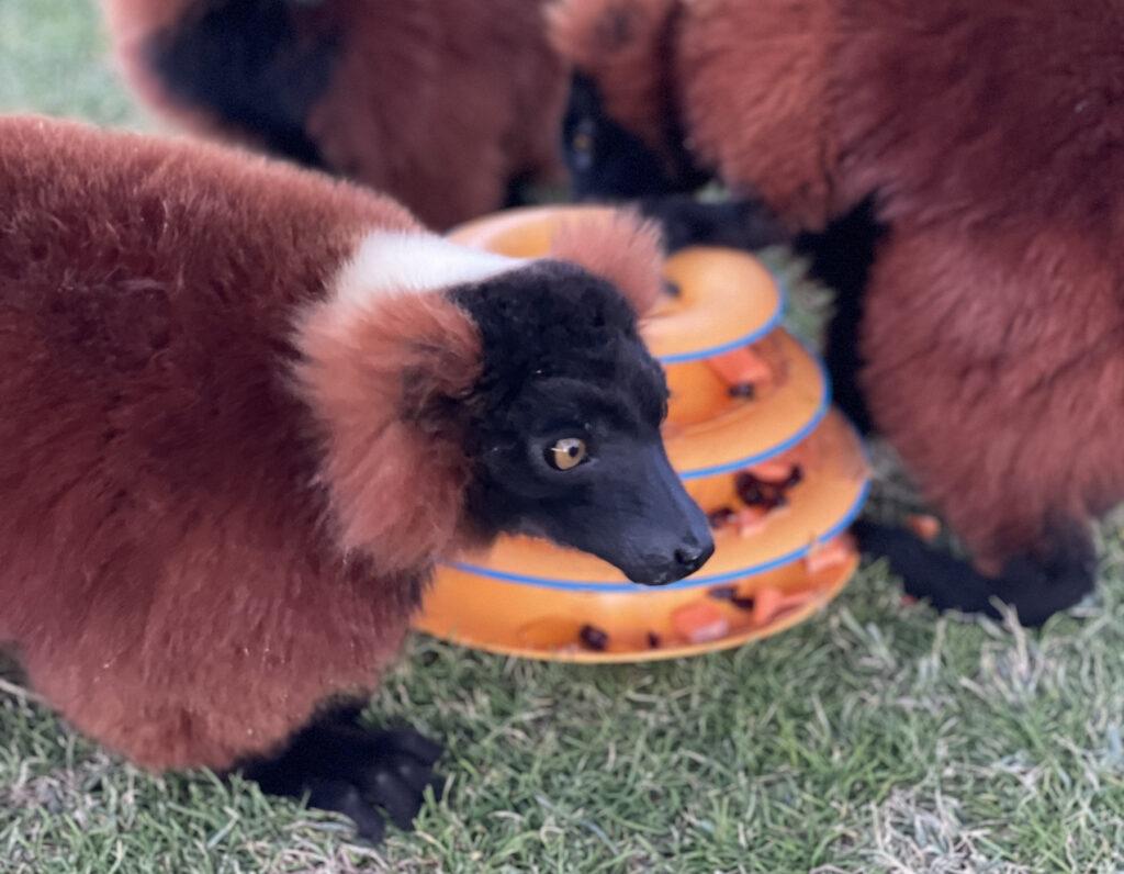 Ruffed Lemur