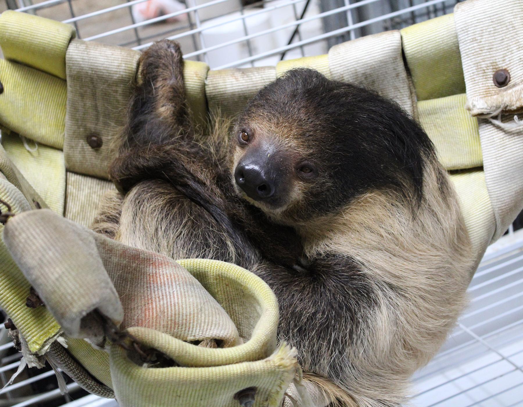 Sloth hanging at Sharkarosa Zoo