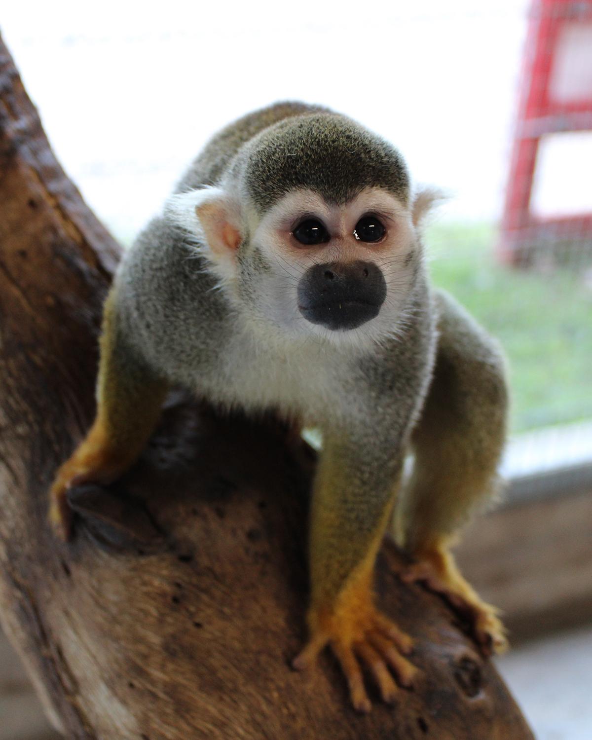 Squirrel Monkey at Sharkarosa Zoo