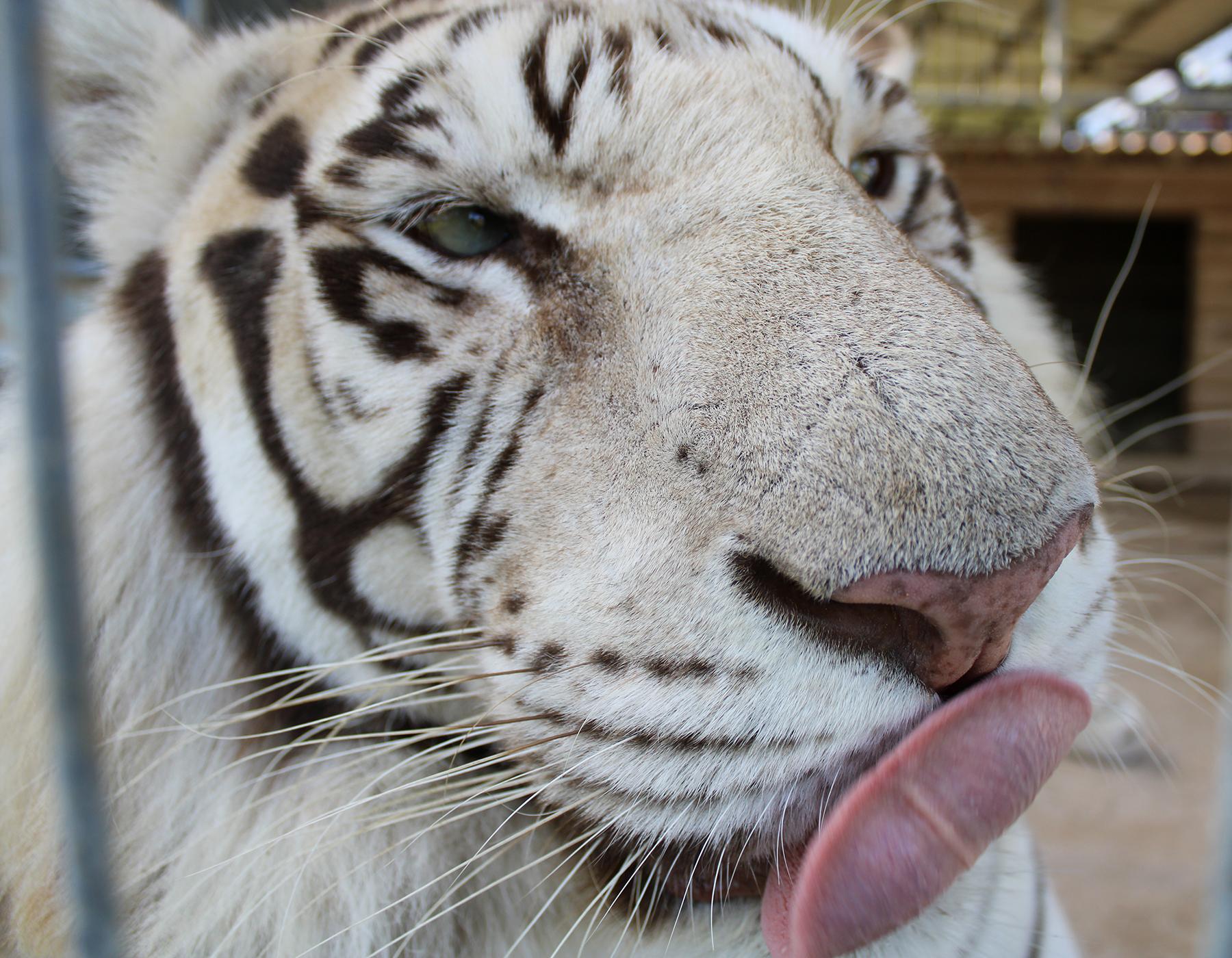 White Tiger face tongue out