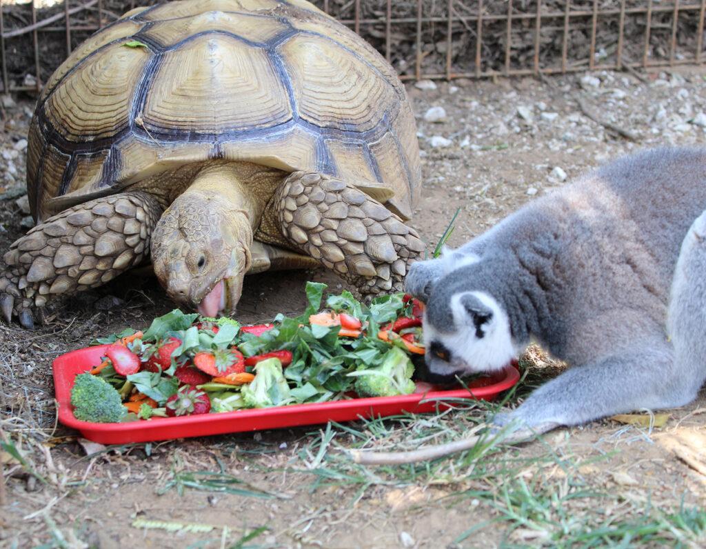 Turtle and Lemur eating veggies on a tray