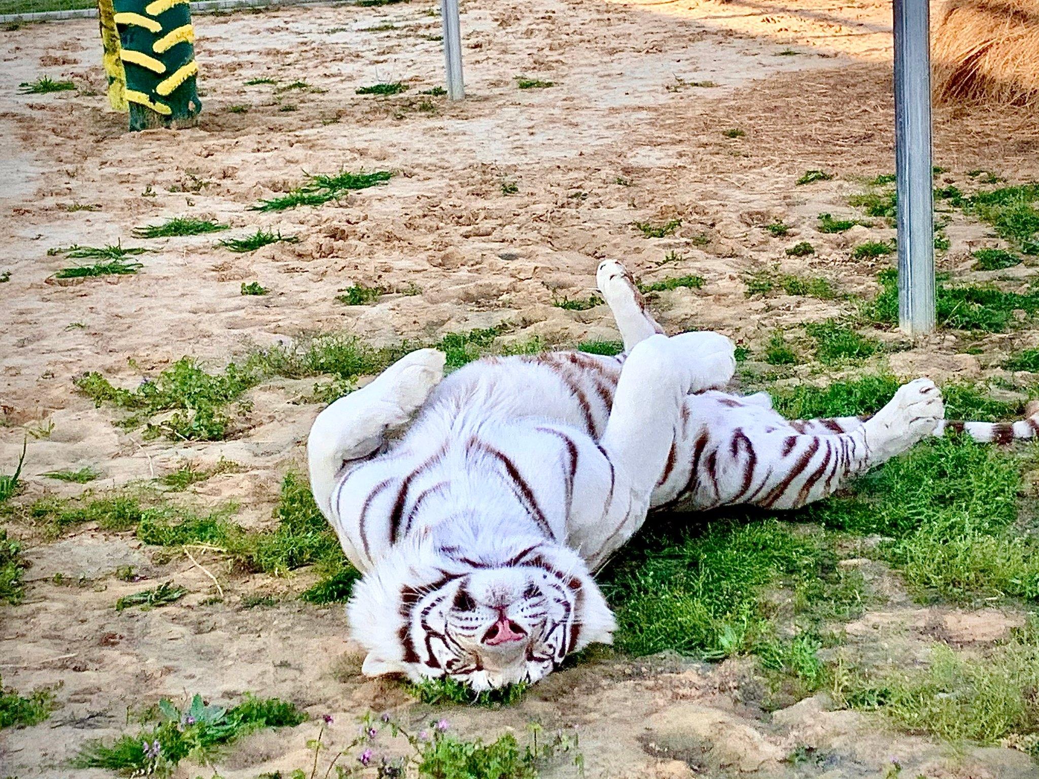 White Tiger scratching back on the ground