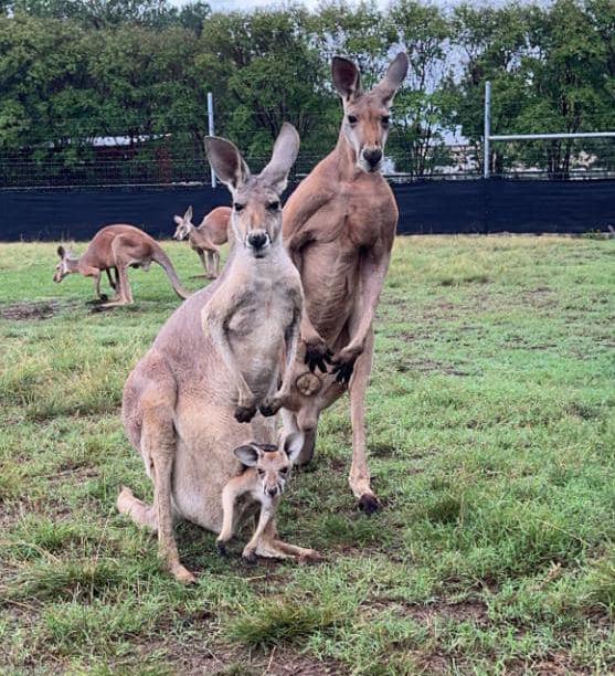 Family of Kangaroos looking at the camera. Baby in pouch.