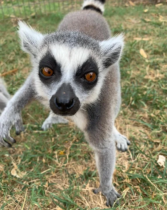 Lemur looking at camera