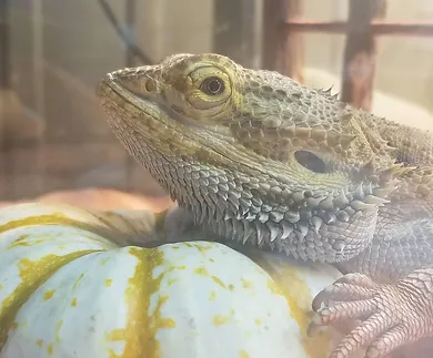 Rambo the Lizard at the Sharkarosa Zoo