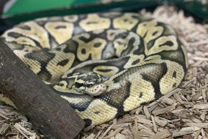 Snake at Sharkarosa Zoo