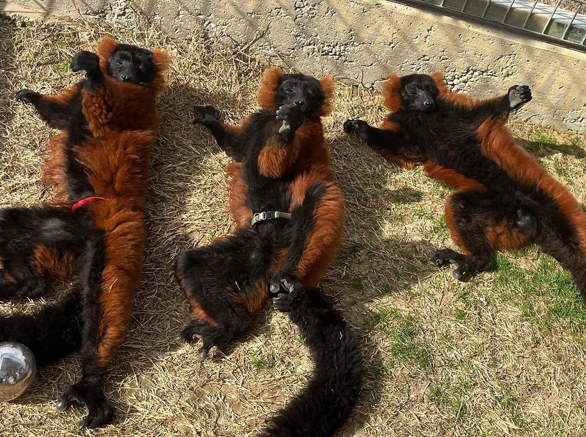 Ruffed Lemurs laying around